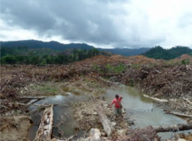 Kandang menua endur ngasu-beburu ti agi gemu? – raban NGO Global Witness udah madahka sebagi ti besai ari kandang ‘kampung galau Danum Linau’ udah ditebang kompeni Shin Yang ti nyadi kroni ke Taib Mahmud.