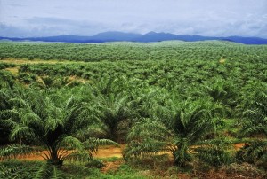 Reti leka jaku ‘kampung’ ba Taib nya nyengkaum kebun sawit ngambika iya tau ngumbai rampa kampung asal Sarawak agi besai