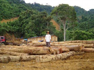 Kayu batang menua Sarawak nya sebengkah asil kampung ti dibalut mayuh jaku tanya.