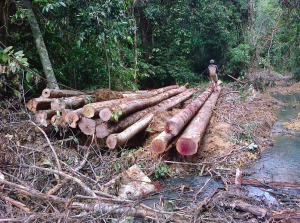 Ditebang enggau chara belalai ari kampung nya – Lalu ditugungka Isotimber