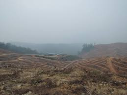 clear fell logging - wanton and irreplaceable destruction of God's most beautiful nature on earth