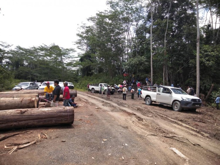 Fine broad logs are being ripped out of Ulu Baram by Shin Yang, in the midst of the MCO orders affecting so many others trying to earn their rice